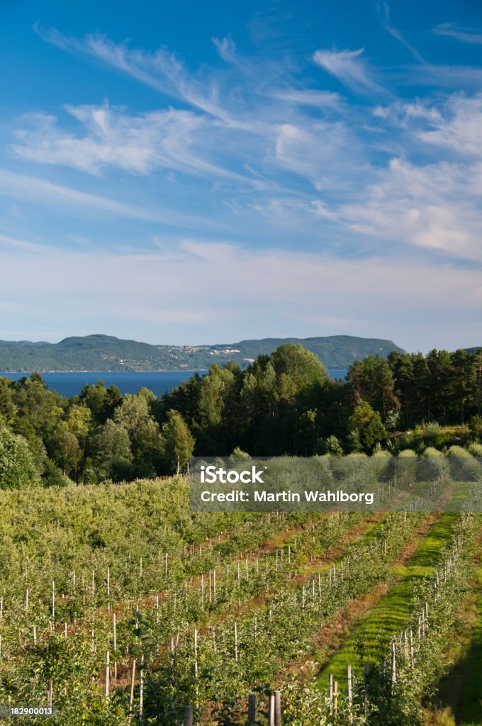 Coltivazione di frutta con sfondo Fiordo di - Foto stock royalty-free di Melo