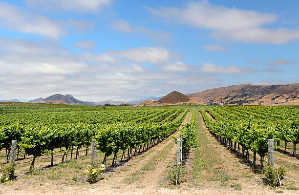 istock vineyard at San Luis Obispo, California 182900143