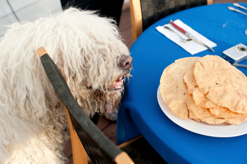 A komondor dog tryign to steal food off the table