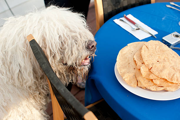 Komondor trying to steal food off the table stock photo