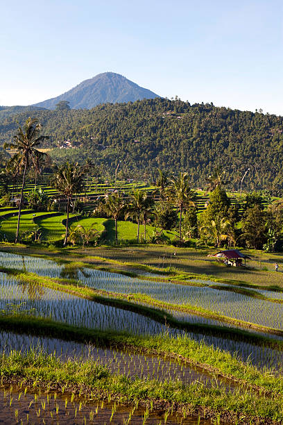 istock terraced rice paddy bali indonesia 182900231