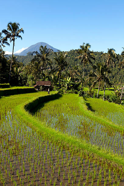 istock terraced rice paddy bali indonesia 182900237