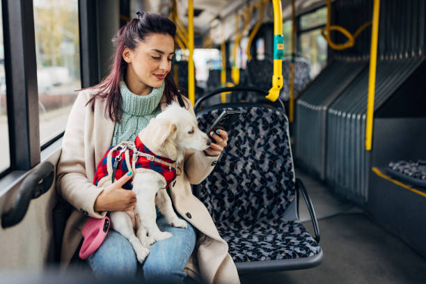 istock A smiling woman holds her mixed-breed dog in her arms while riding a bus and using a cell phone 1829002586