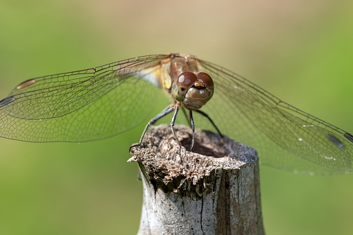 Macro shot of a common darter (sympetrum striolatum) dragonfly