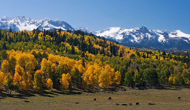 istock Colorado Mountain Scenic with Livestock 182900540