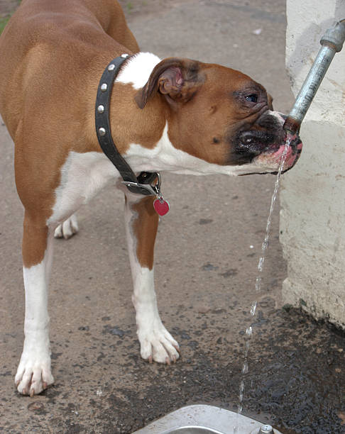 istock Dog Drinking Water from Fountain 182900570