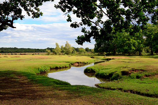 A stream meandering through the New Forest; picturesque English countryside