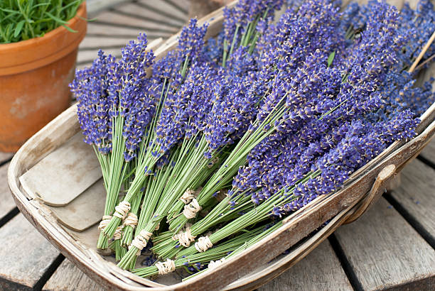 Lavender posies stock photo