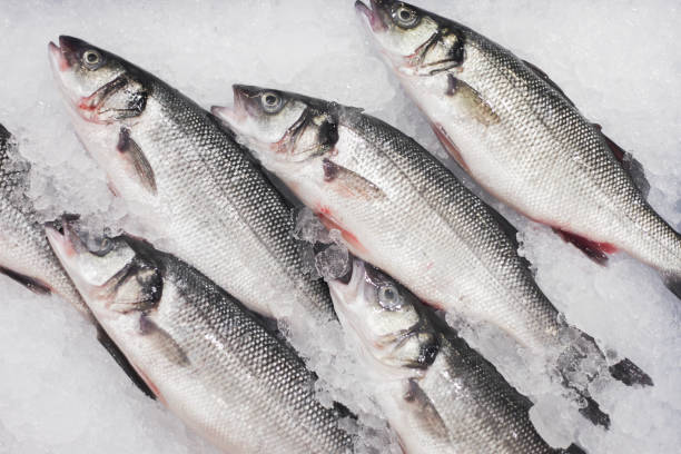 istock Fresh fish on ice background. Supermarket seafood shopping. Labrax fish background. Raw fish market. 1829008444