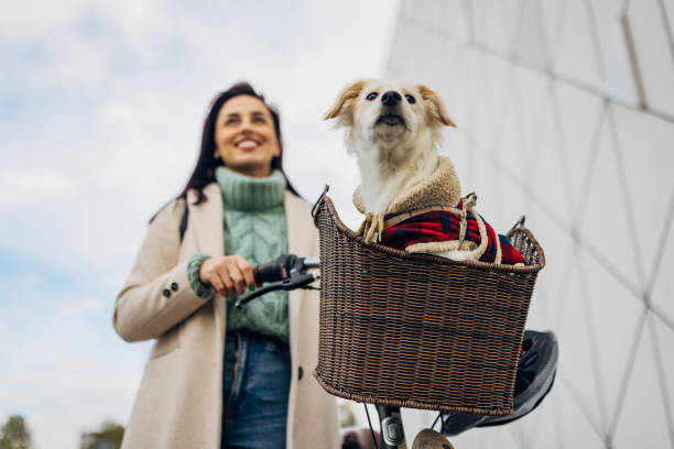 istock A mixed breed dog looks ahead curiously as he rides in a bicycle basket while his owner pushes the bicycle 1829008446