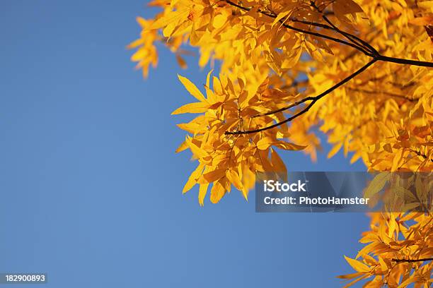 Gelbe Blätter Im Herbst Stockfoto und mehr Bilder von Ast - Pflanzenbestandteil - Ast - Pflanzenbestandteil, Baum, Bildschärfe