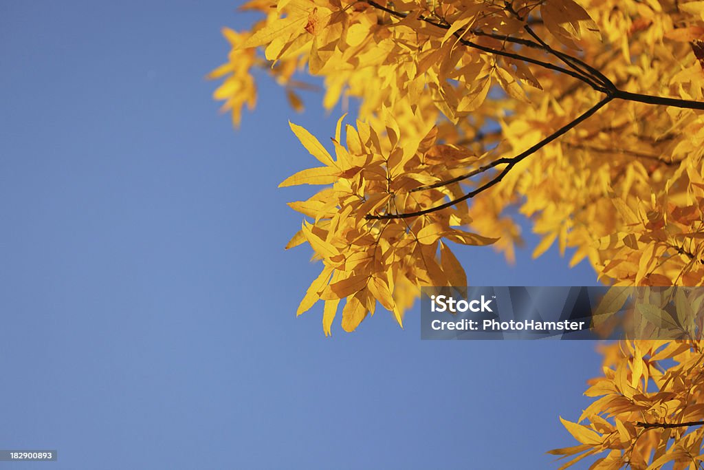 Feuilles jaunes en automne - Photo de Arbre libre de droits
