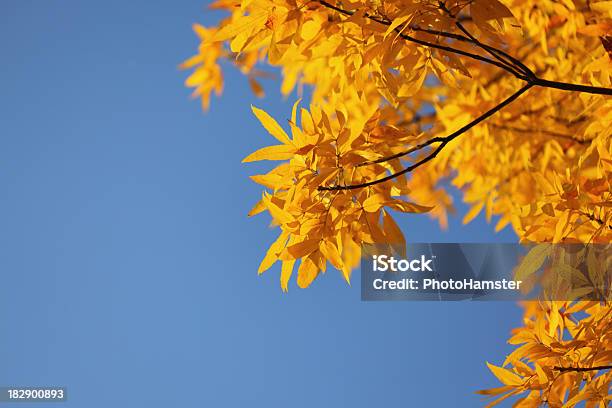 Foglie Gialle In Autunno - Fotografie stock e altre immagini di Albero - Albero, Albero deciduo, Ambiente