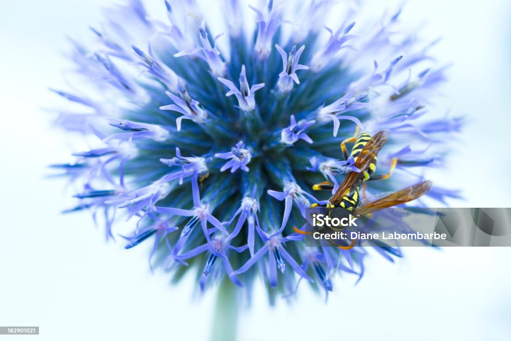 Wasp w Globe Thistle - Zbiór zdjęć royalty-free (Bez ludzi)