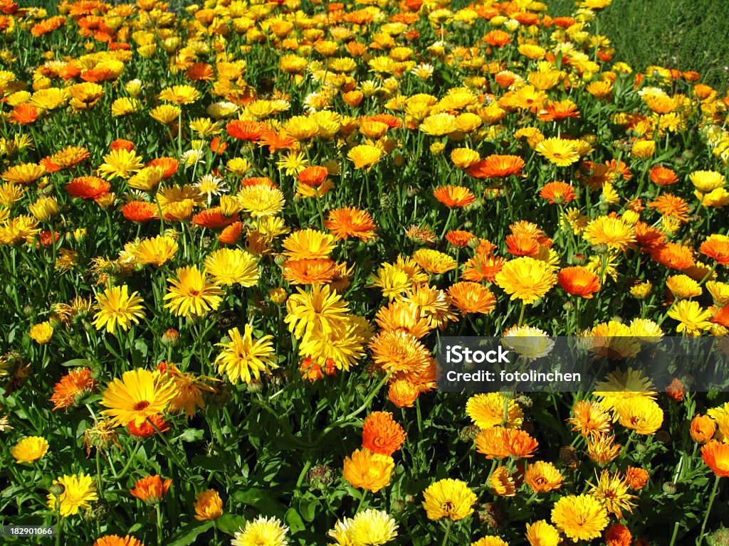 Calendula officinalis Blüten - Lizenzfrei Alternative Medizin Stock-Foto