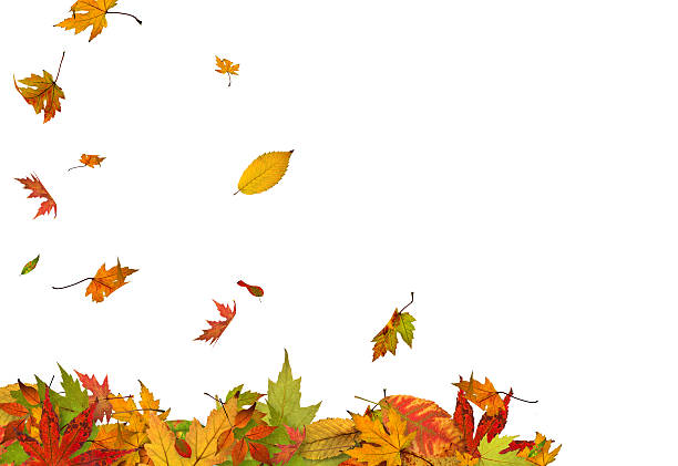 istock Falling autumn leaves XXXL 182901128