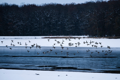 Viele Vögel fliegen im Winter über ein See mit Eisschollen drauf
