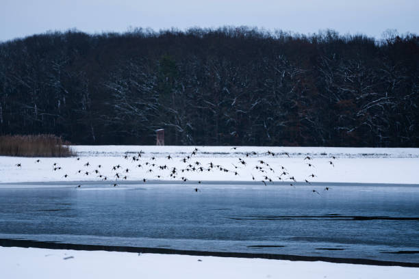 Viele Vögel fliegen im Winter über ein See mit Eisschollen drauf