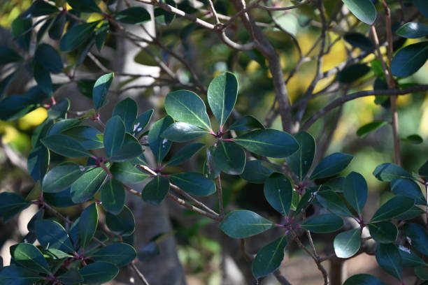istock Japanese ternstroemia ( Ternstroemia gymnanthera ) fruits. Pentaphylacaceae evergreen tree. 1829014276