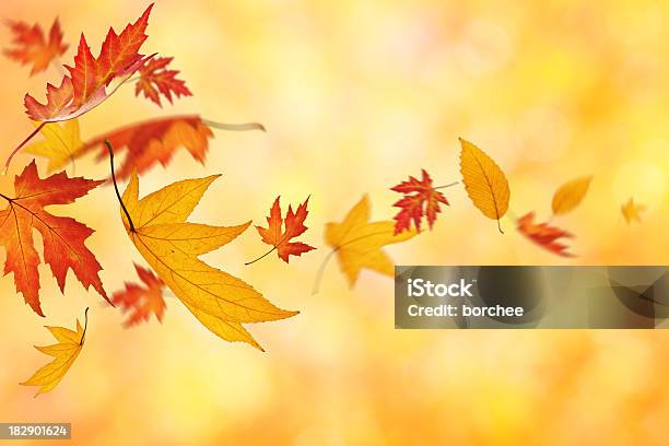 Falling Autumn Leaves Stock Photo - Download Image Now - Autumn, Backgrounds, Beauty