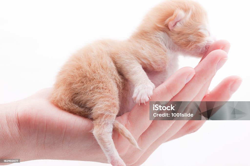 Newborn Filhote de Gato: mini-Pata com garras - Royalty-free Abraçar Foto de stock