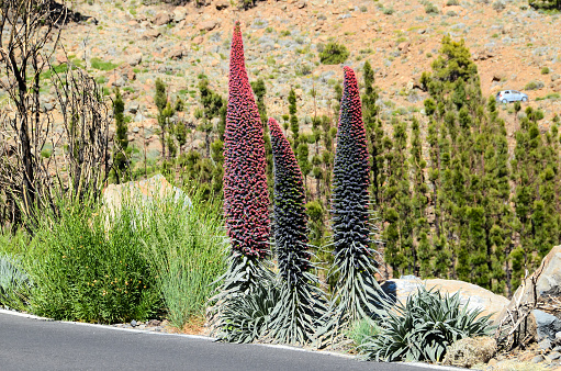 Specimens of Endemic Red Tenerife Bugloss in Teide National Park Canary Islands Spain