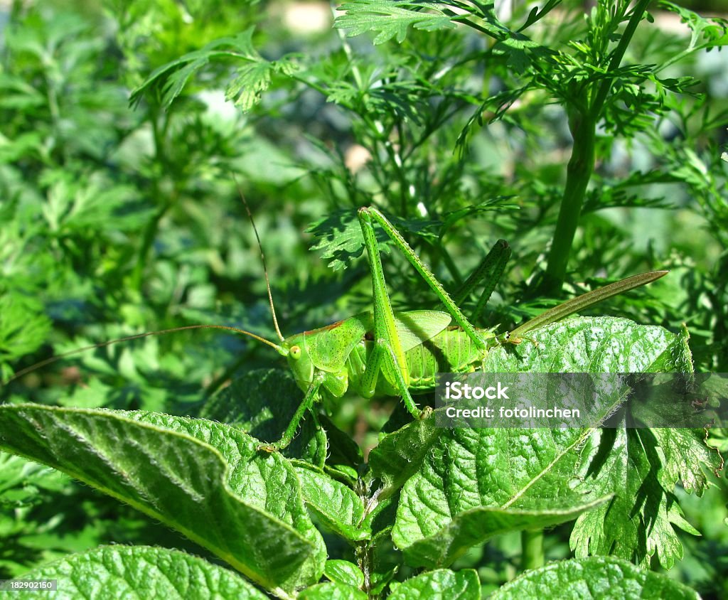 Heuschrecke - Lizenzfrei Einzelnes Tier Stock-Foto