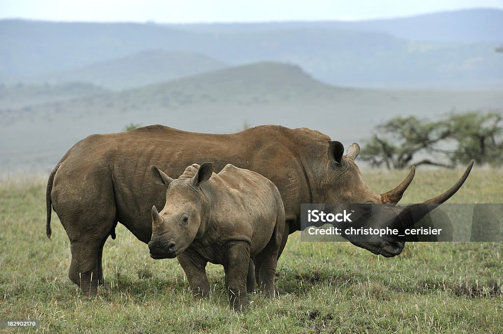 Baby Black Rhino and mother "Black rhinoceros baby and mother, Lewa, Kenya" Rhinoceros Stock Photo