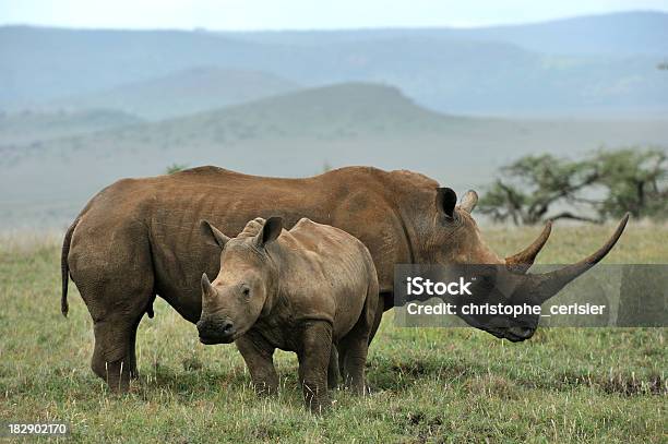 Baby Black Rhino And Mother Stock Photo - Download Image Now - Rhinoceros, Black Rhinoceros, Kenya