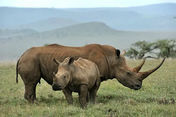 "Black rhinoceros baby and mother, Lewa, Kenya"