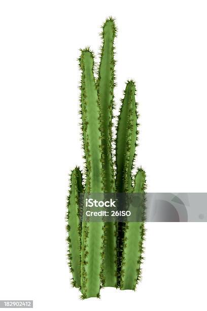 Cactus Baum Render Isoliert Auf Weißem Hintergrund Xxxl Stockfoto und mehr Bilder von Abgeschiedenheit