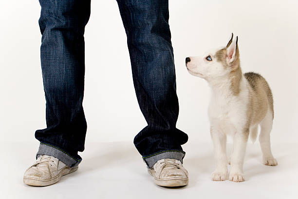 istock Cute husky puppy on white seamless 182902450