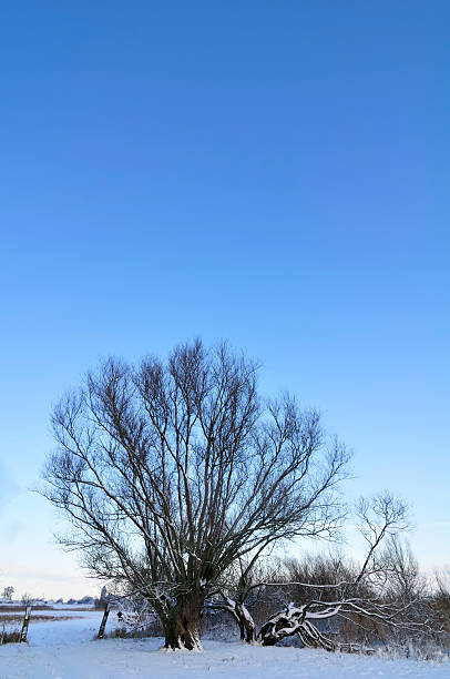 istock Snowy winter landscape 182902535