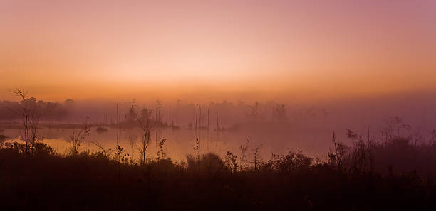 The edge of a lake with reed in wetland in springtime at sunrise , Almere, Flevoland, The Netherlands, May 9, 2024