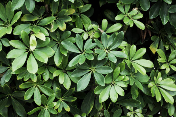 istock Schefflera arboricola background. Green leaves pattern. Umbrella plant. Gardening texture. Tropical outdoor tree in Spain. 1829026929