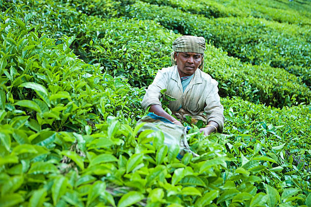istock Woman harvesting tea leaves 182902853