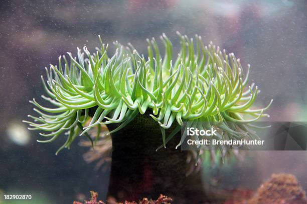 Green Anemone - zdjęcia stockowe i więcej obrazów Akwarium - Akwarium, Akwarium dla rybek, Bez ludzi