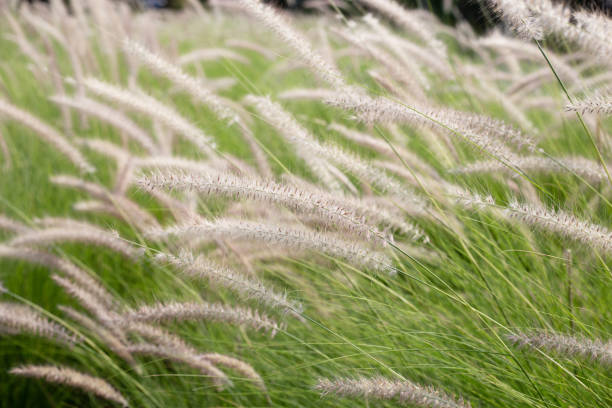 istock Fountain grass or pennisetum alopecuroides 1829029051