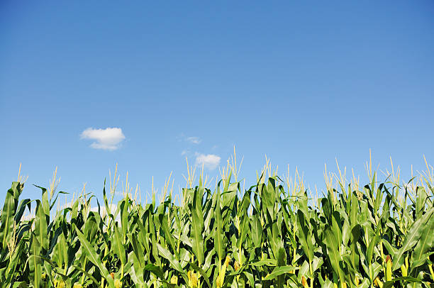 istock Indiana Corn and Clear Sky in July 182902906