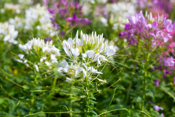 istock Cleome spinosa flower in the park 1829030657