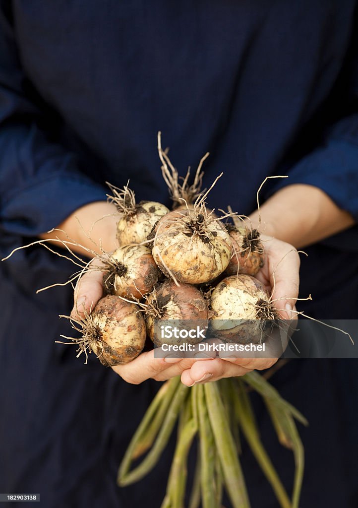 Des oignons avec des racines. - Photo de Agriculteur libre de droits