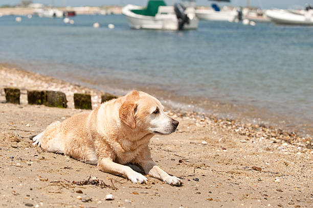 istock Nantucket Dog Looking to the Atlantic Ocean 182903152