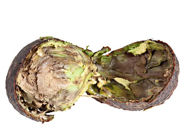 Rotten Avocado A rotten avocado on a pure white background. avocado brown stock pictures, royalty-free photos & images