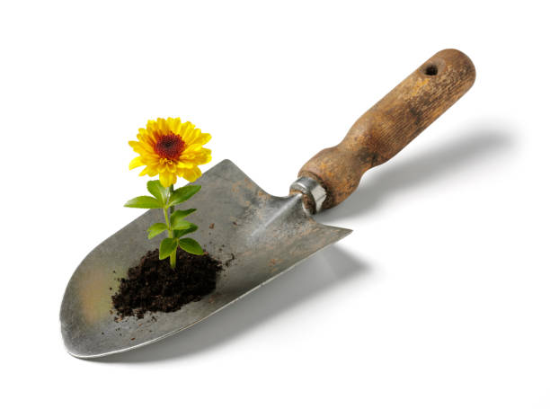 yellwo blume wächst in eine schaufel - gardening shovel trowel flower stock-fotos und bilder