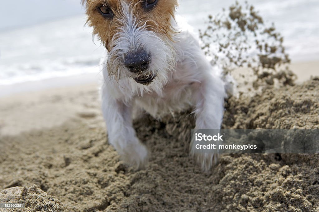 Déterminé jack russell - Photo de Chien libre de droits