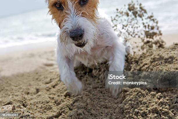 Determinata Jack Russell - Fotografie stock e altre immagini di Cane - Cane, Scavare, Spiaggia