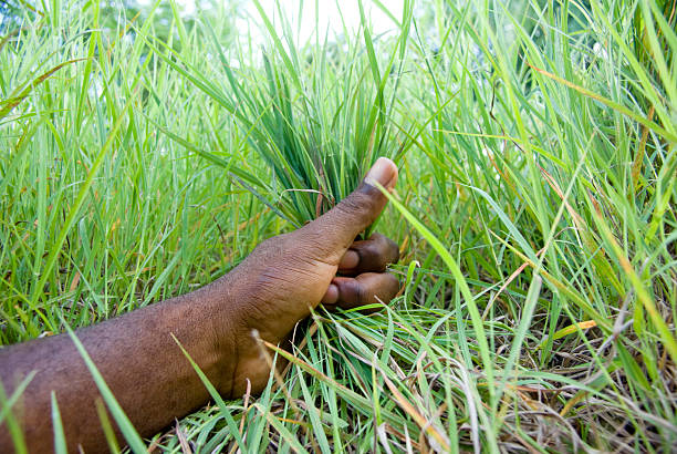 istock nature lover - hand and grass concept 2 182903472