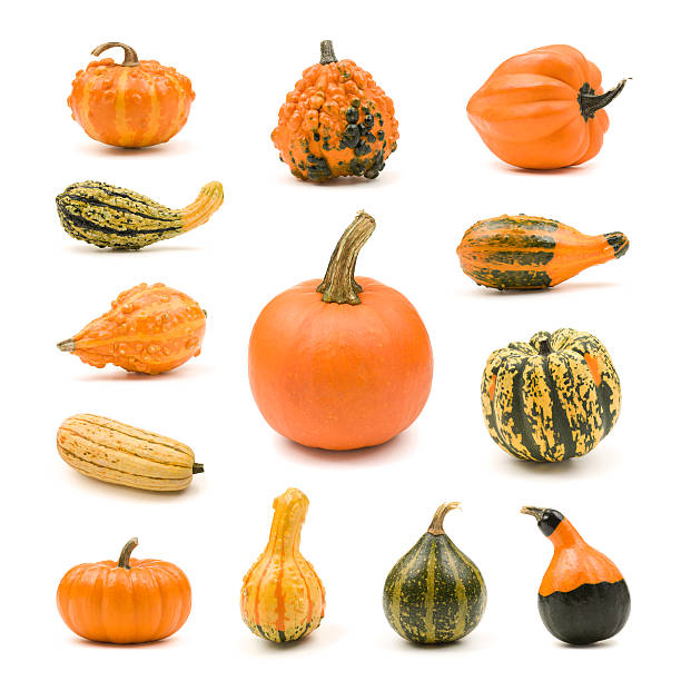Pumpkin, Gourd and Squash Collection "Pumpkin, gourd and squash collection on a white background.  Composite image.  YOU MIGHT ALSO LIKE:" gourd stock pictures, royalty-free photos & images