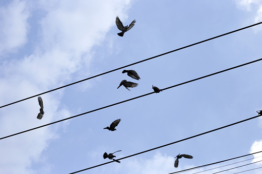 Silhouette birds with wire cable against blue sky