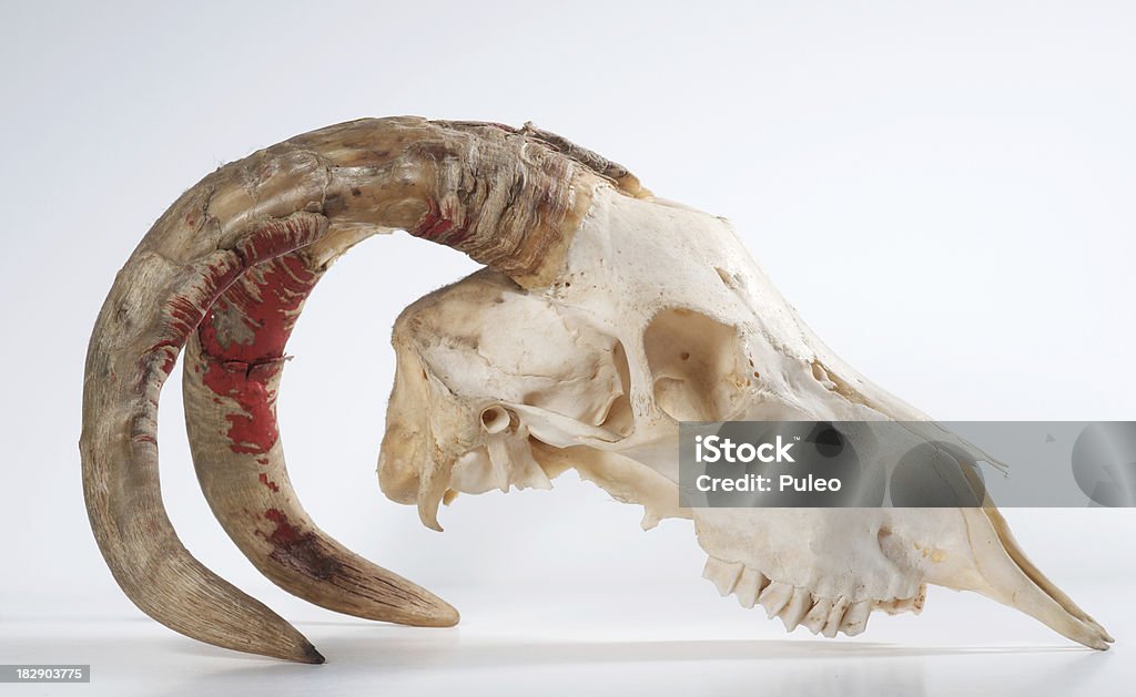 Cabra cráneo - Foto de stock de Animal libre de derechos